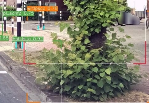 Wortelopslag rond boomspiegel