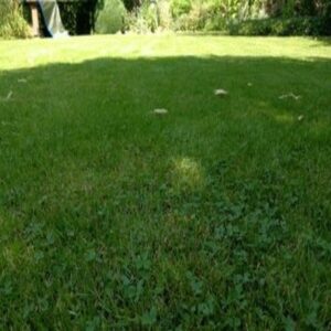 Bladval in groen, niveau A