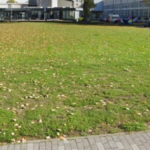 Bladval in groen, niveau B