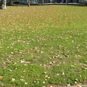 Bladval in groen, niveau C