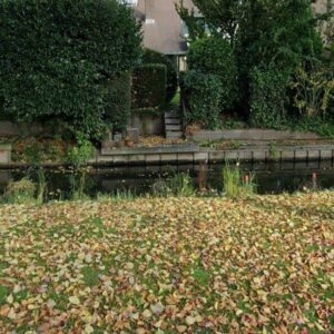 Bladval in groen, niveau D