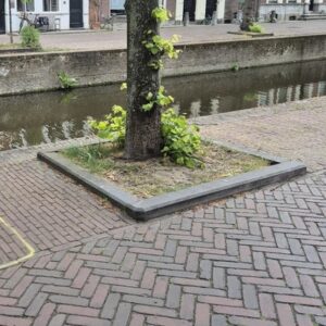 Boomspiegel, niveau C