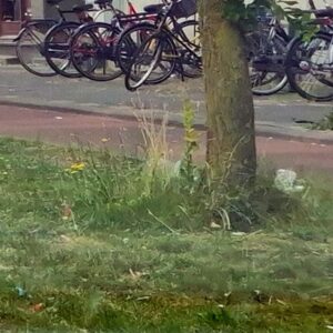 Grashoogte rond obstakels, niveau D