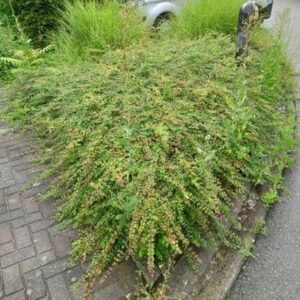 Heesters over de rand, niveau D