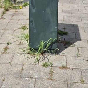 Onkruid rondom obstakels, niveau B