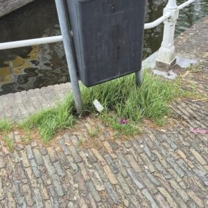 Onkruid rondom obstakels, niveau C