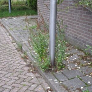 Onkruid rondom obstakels, niveau D