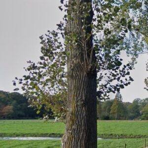 Stamopschot, niveau D