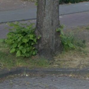 Wortelopschot, niveau B