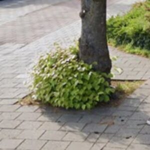 Wortelopschot, niveau C