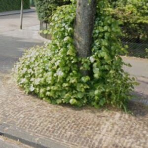 Wortelopschot, niveau D
